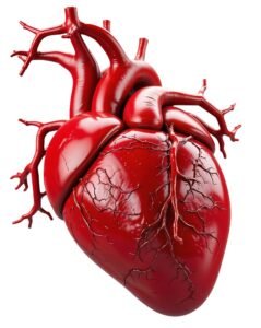 Cardiovascular Health