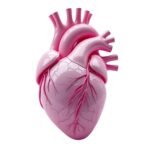 Cardiovascular Health